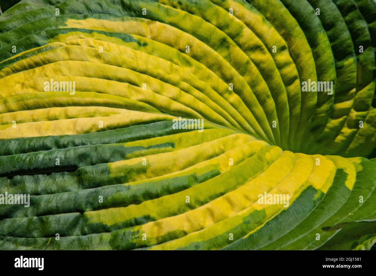 Primo piano di una foglia della pianta della Caricatura, una specie di Grapophyllum, un arbusto tropicale con fogliame variegato e luminoso. Foto Stock