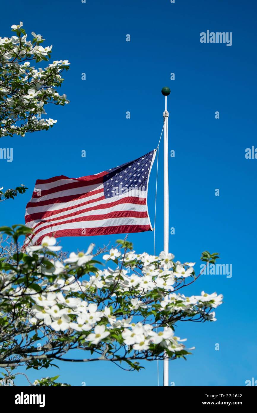 Bandiera americana vicino all'albero di dogwood bianco, USA Foto Stock