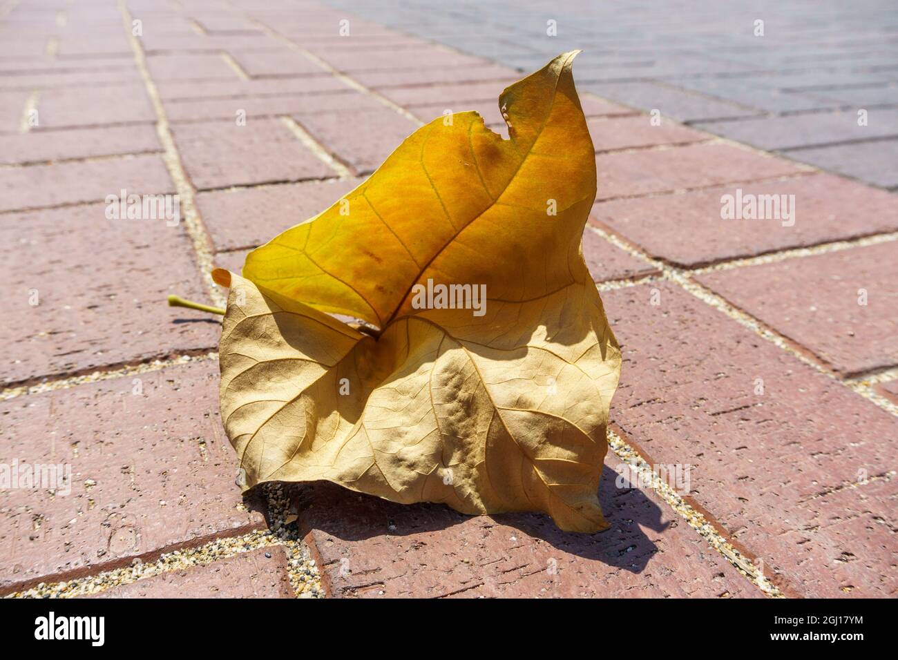 Foglia gialla essiccata caduta da un albero giace sul marciapiede sotto il sole diurno Foto Stock