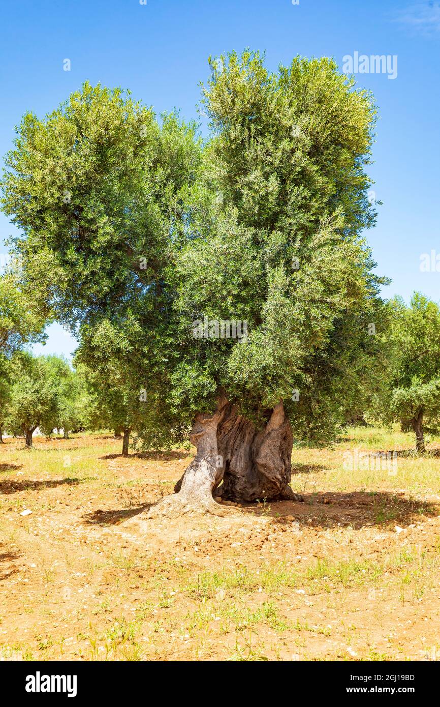 L'Italia, Puglia, provincia di Brindisi e di Ostuni. Enorme ed antico albero di olivo. Foto Stock