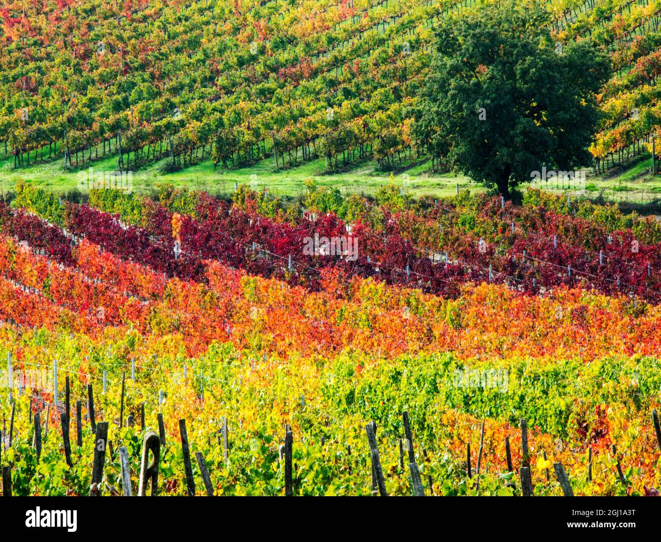 Europa;l'Italia" Montepulciano;Autunno vigneti in full color vicino a Montepulciano Foto Stock
