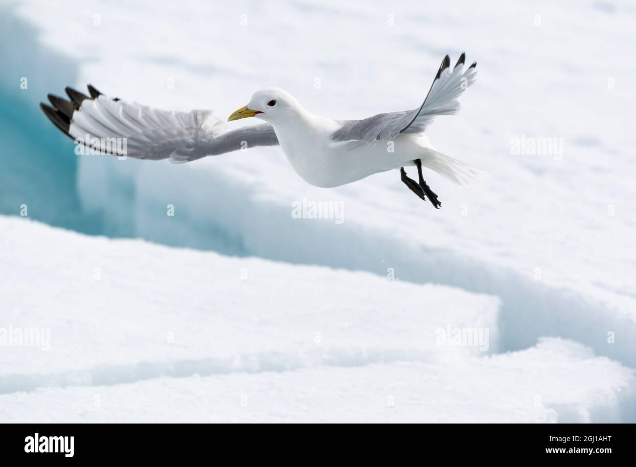 Artico, a nord di Svalbard. Un kittiwake con zampe nere si aggira sul ghiaccio in cerca di pesce. Foto Stock