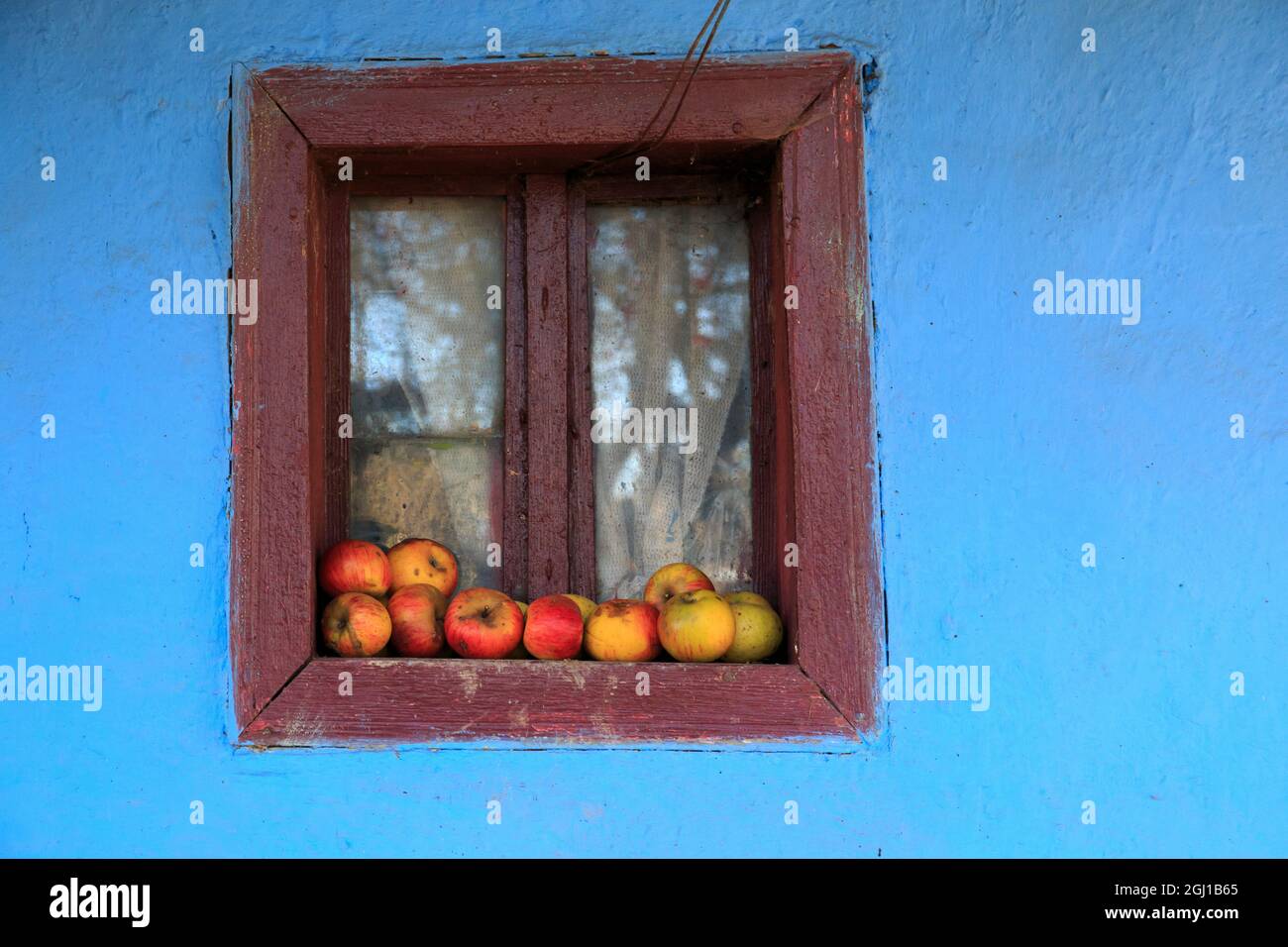 Romania Maramures County, Dobricu Lapusului. Tipica casa colonica, colore blu. Finestra con mele. Foto Stock