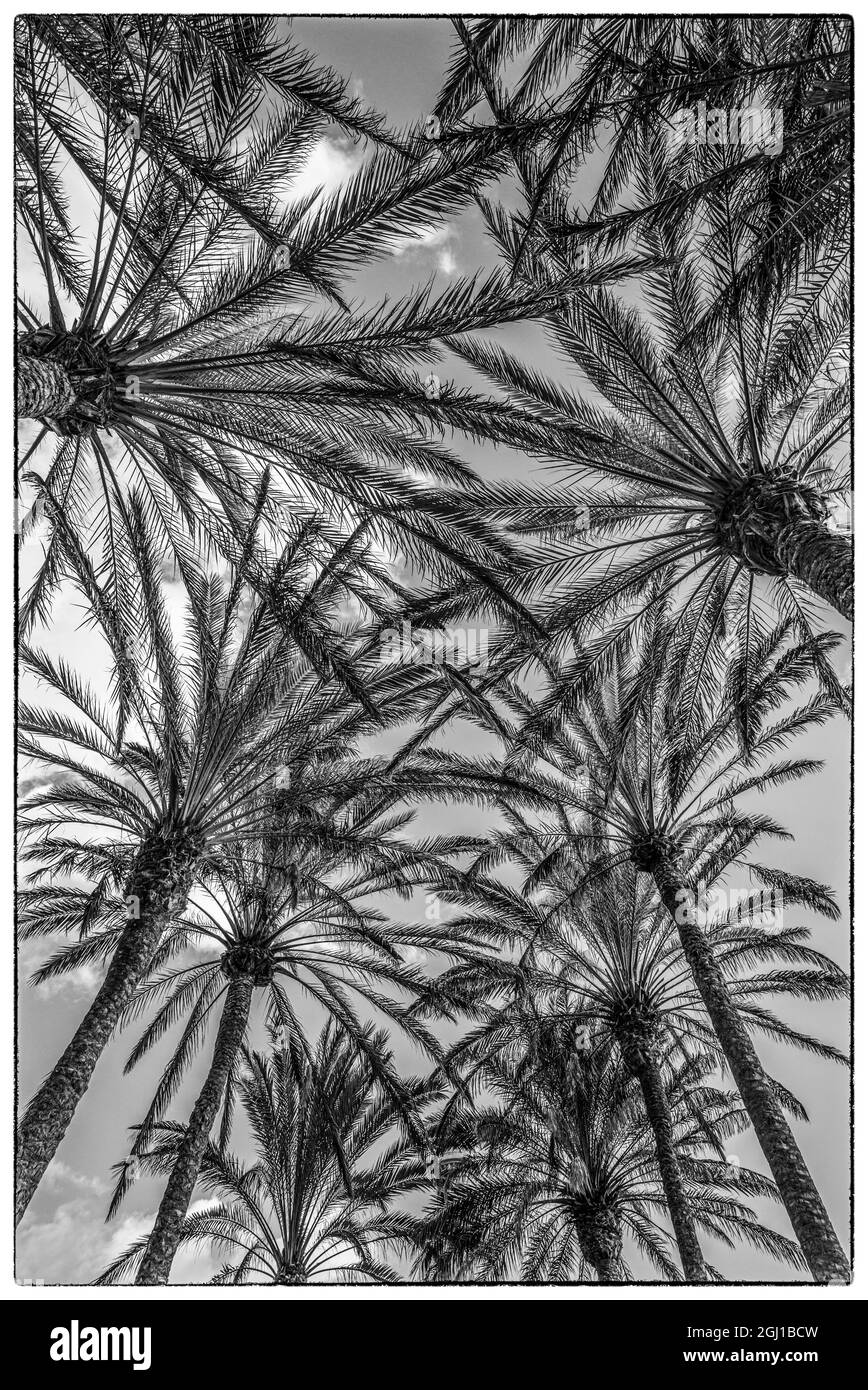 Spagna isole canarie Gran Canaria Island, Maspalomas, Palm tree canopy Foto Stock