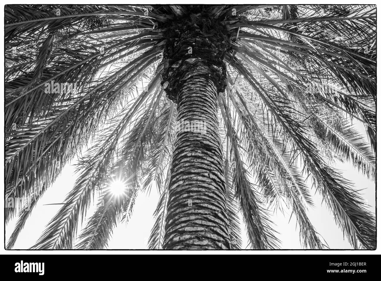 Spagna Isole Canarie Tenerife Island, Masca, Palm tree Foto Stock