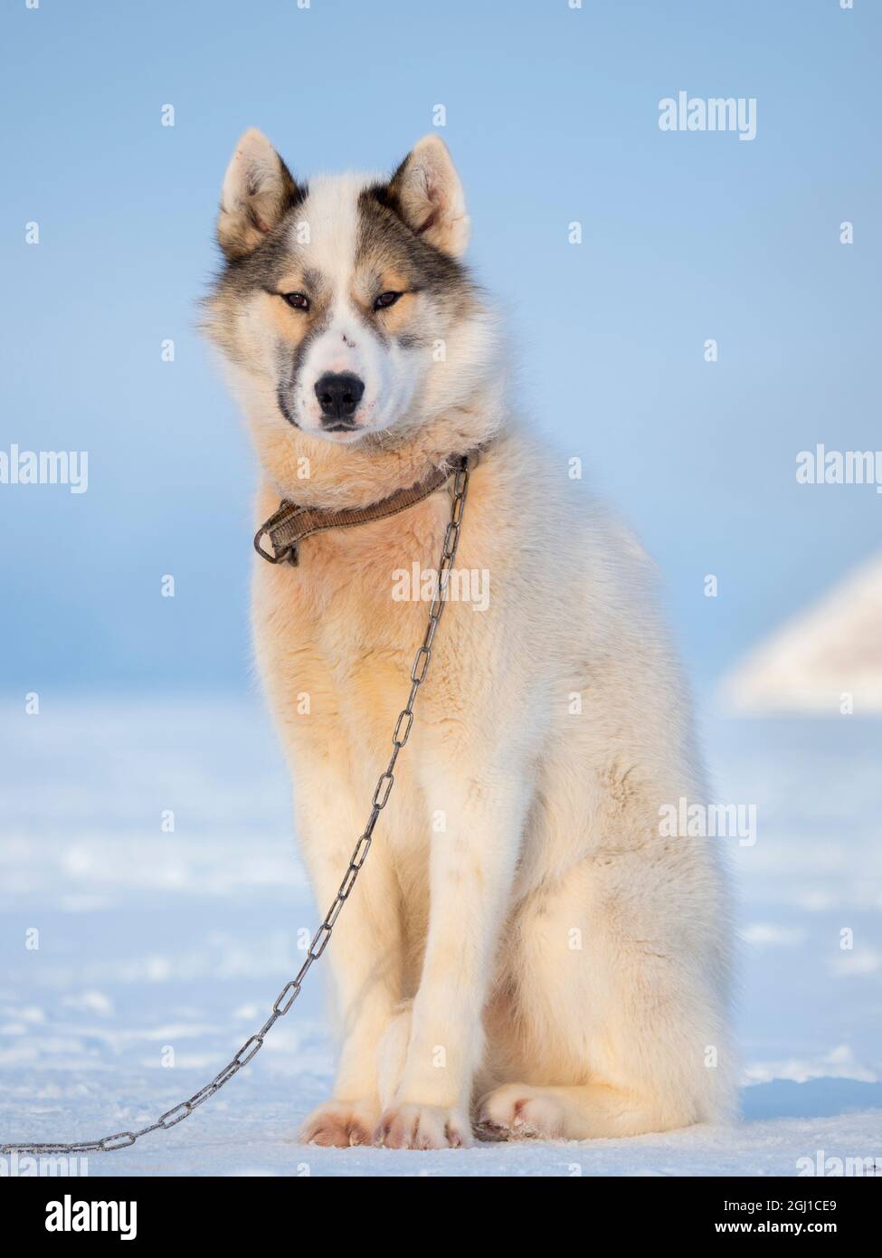 Cani da slitta durante l'inverno a Uummannaq in Groenlandia. Le squadre di cani sono animali da traino per i pescatori e rimangono tutto l'inverno sul ghiaccio marino del fiordo. Verde Foto Stock
