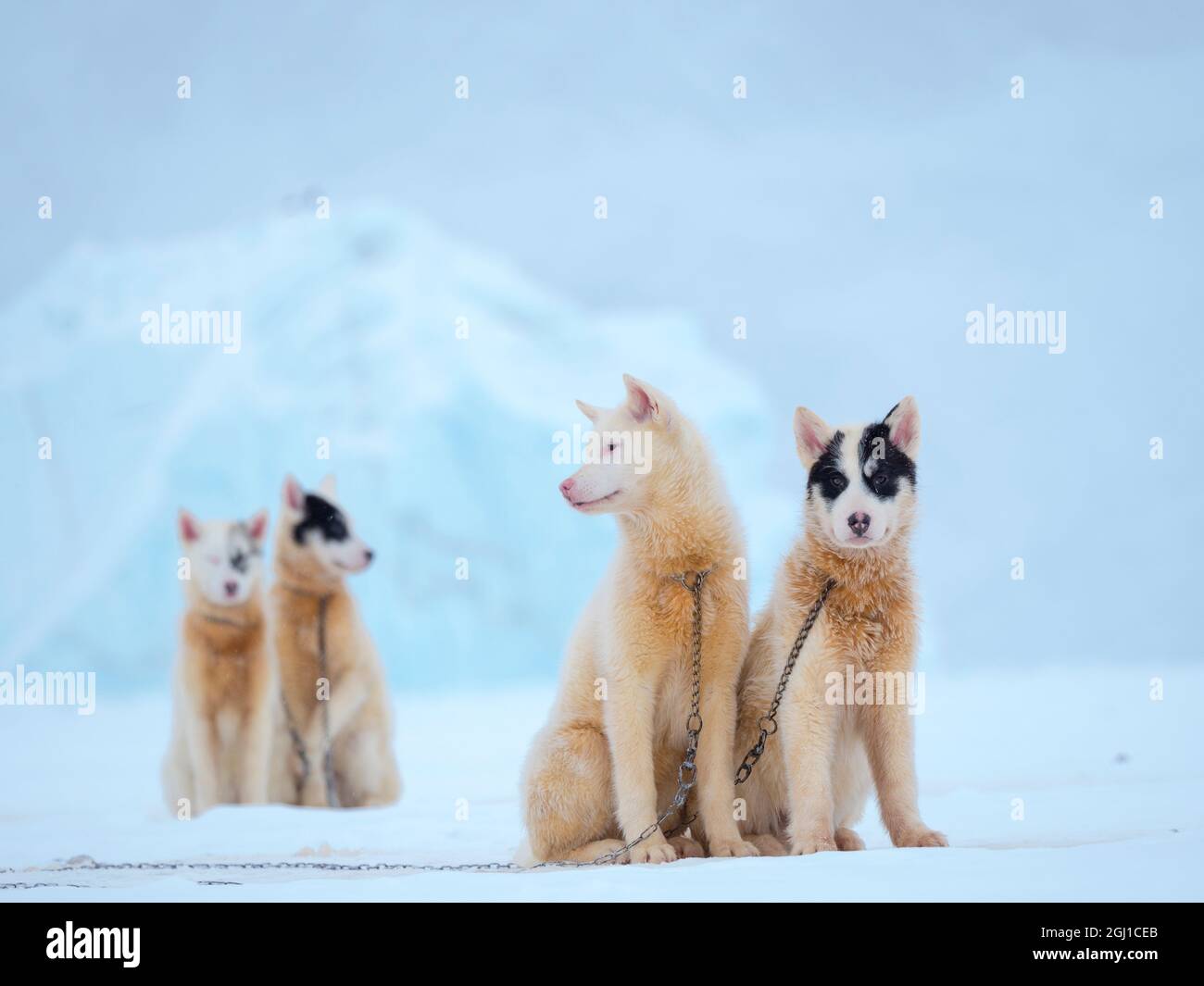 Cani da slitta durante l'inverno a Uummannaq in Groenlandia. Le squadre di cani sono animali da traino per i pescatori e rimangono tutto l'inverno sul ghiaccio marino del fiordo. Verde Foto Stock
