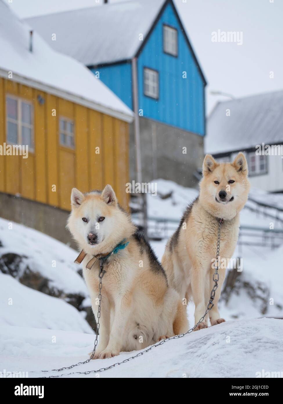 Cani da slitta durante l'inverno a Uummannaq in Groenlandia. Le squadre di cani sono ancora animali da traino per i pescatori del villaggio. Groenlandia, Danimarca. Foto Stock
