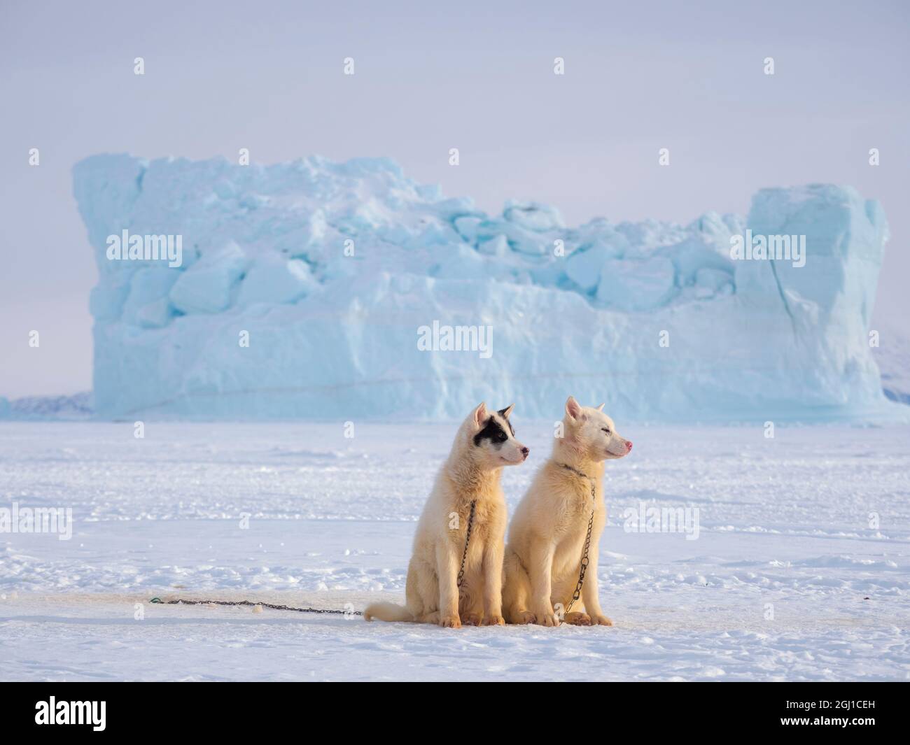 Cani da slitta durante l'inverno a Uummannaq in Groenlandia. Le squadre di cani sono animali da traino per i pescatori e rimangono tutto l'inverno sul ghiaccio marino del fiordo. Verde Foto Stock