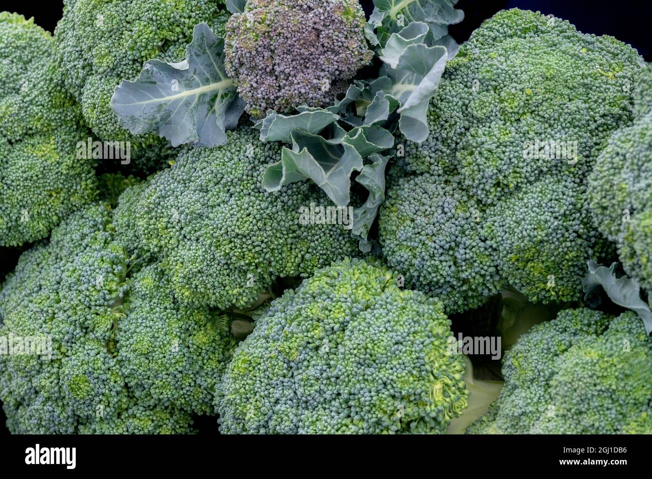 Broccoli, USA Foto Stock