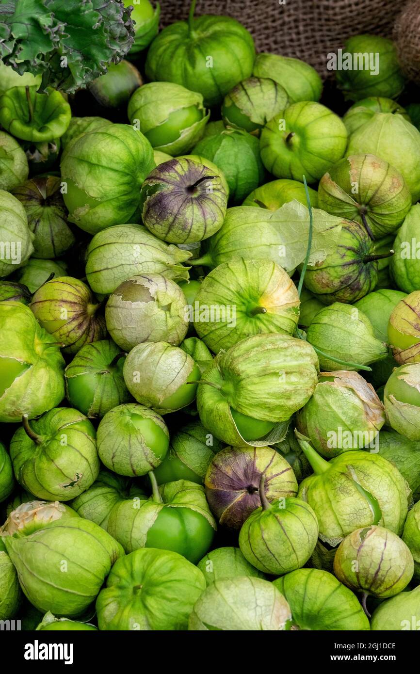 Tomatillos al mercato agricolo, USA Foto Stock