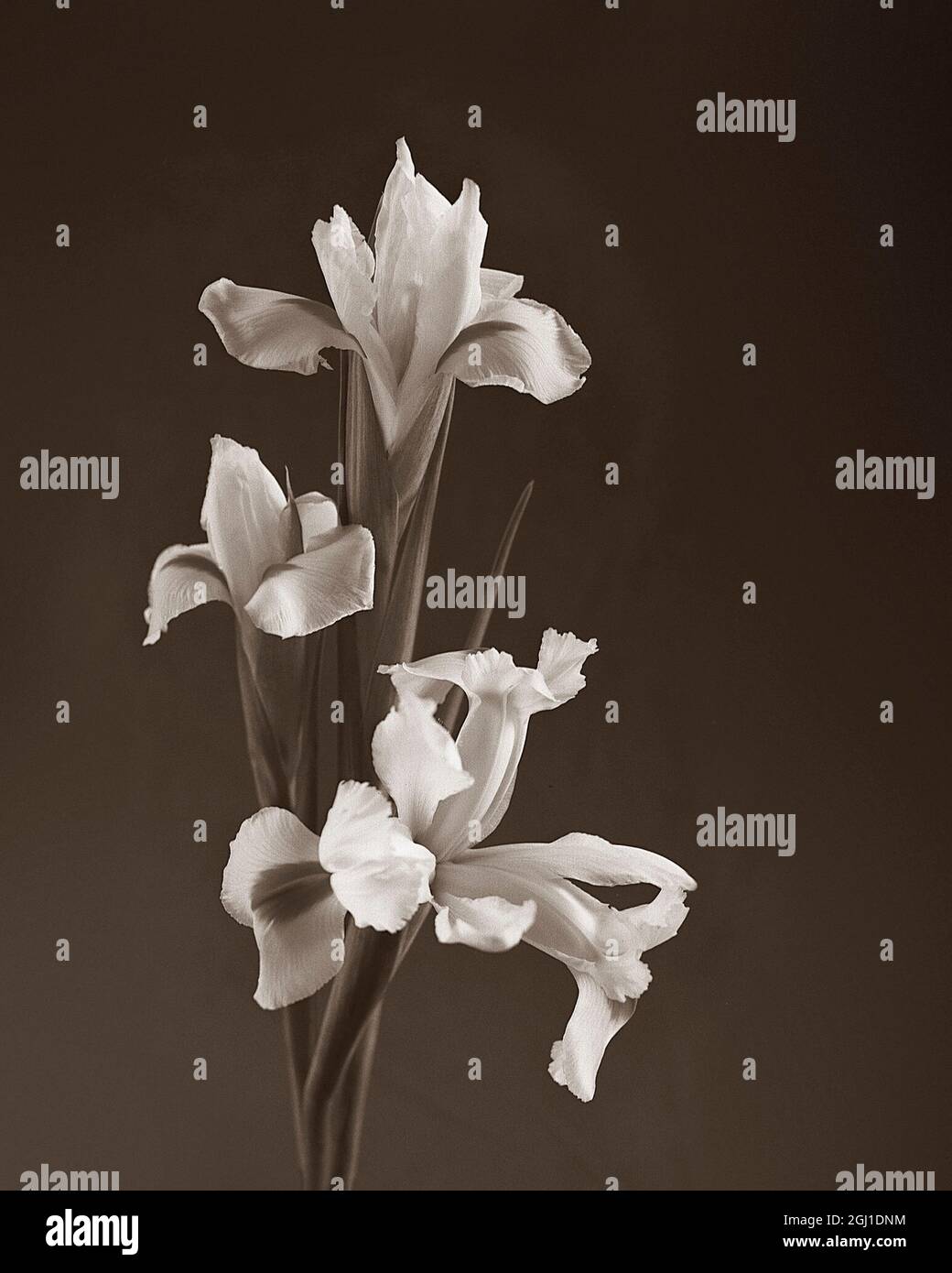 Tono seppia Iris Foto Stock