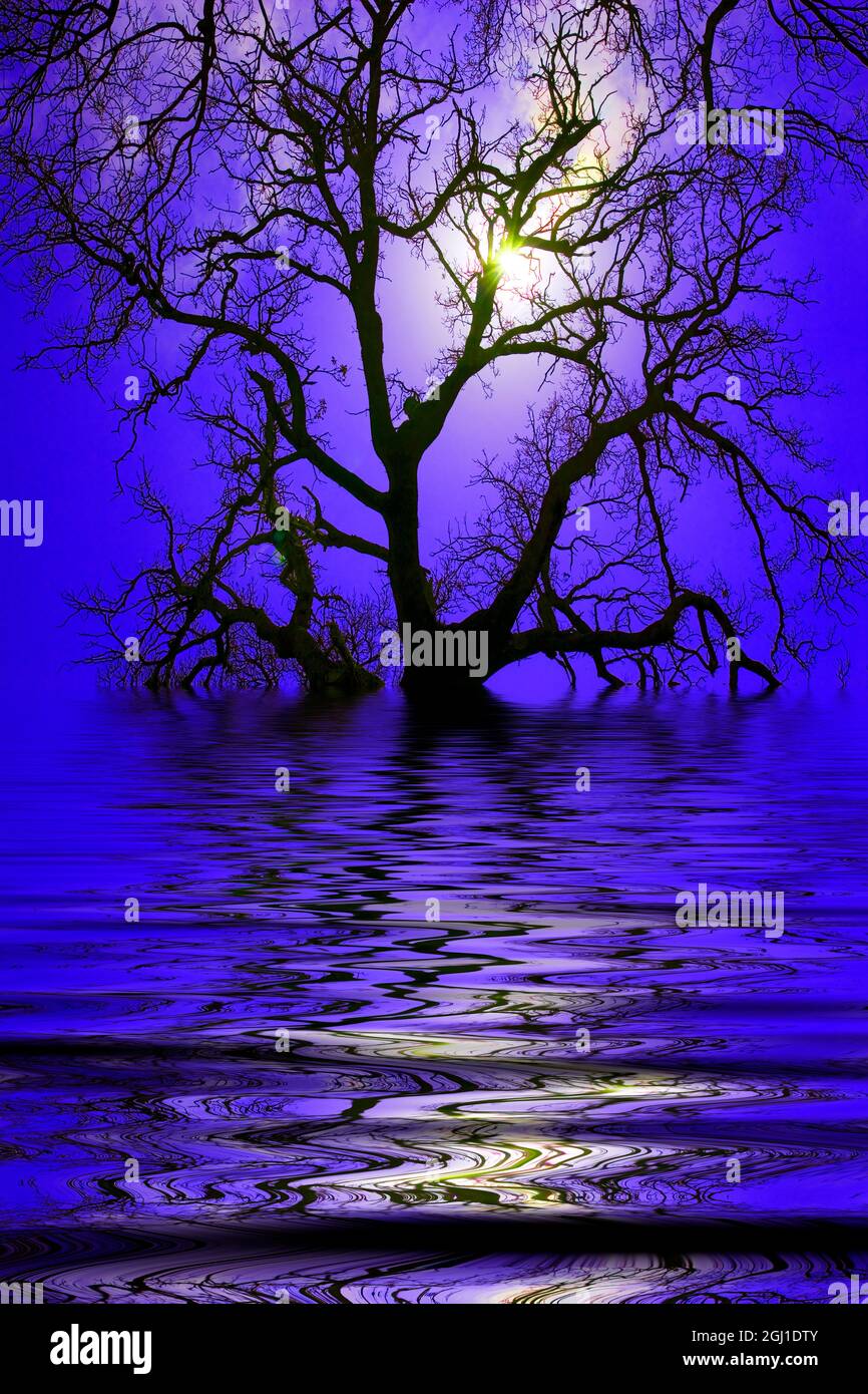 Riassunto dell'albero che si riflette nell'acqua. Foto Stock