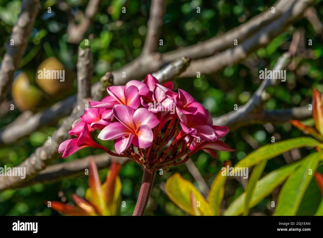 Plumeria rosa Foto Stock