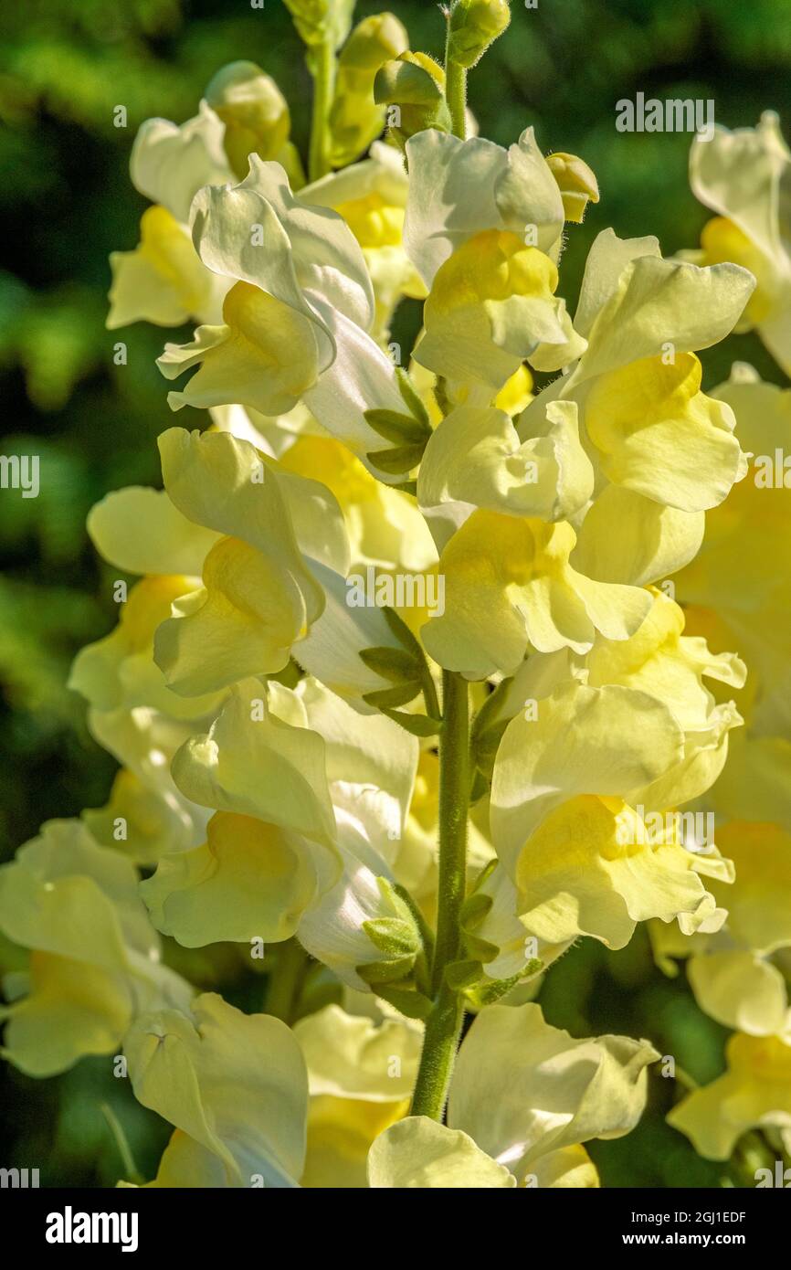Snapdragon giallo Foto Stock