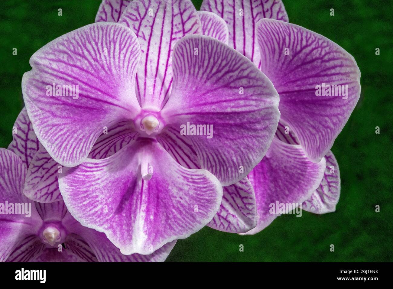 Luna Orchid Foto Stock