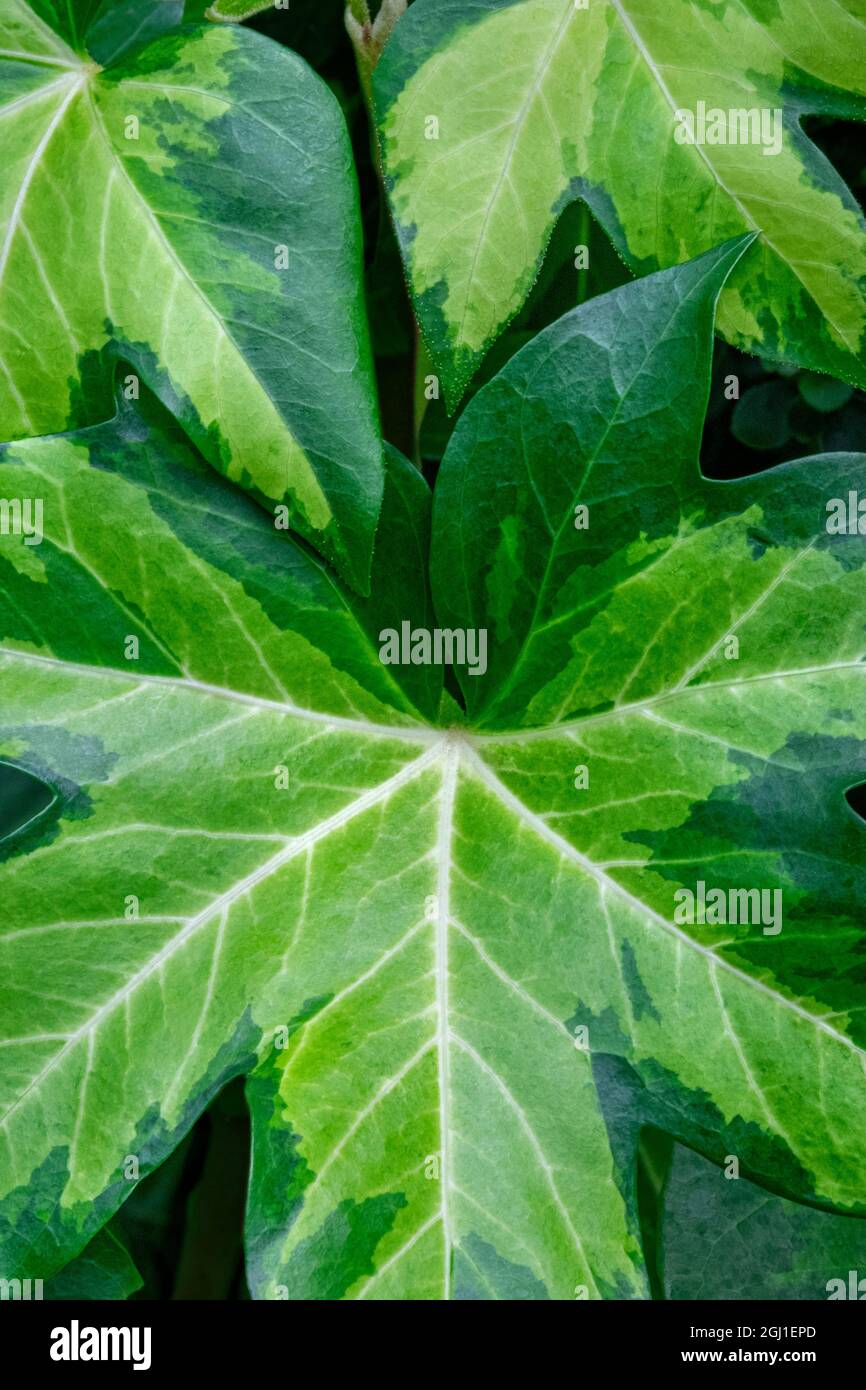 Ivy tree Foto Stock