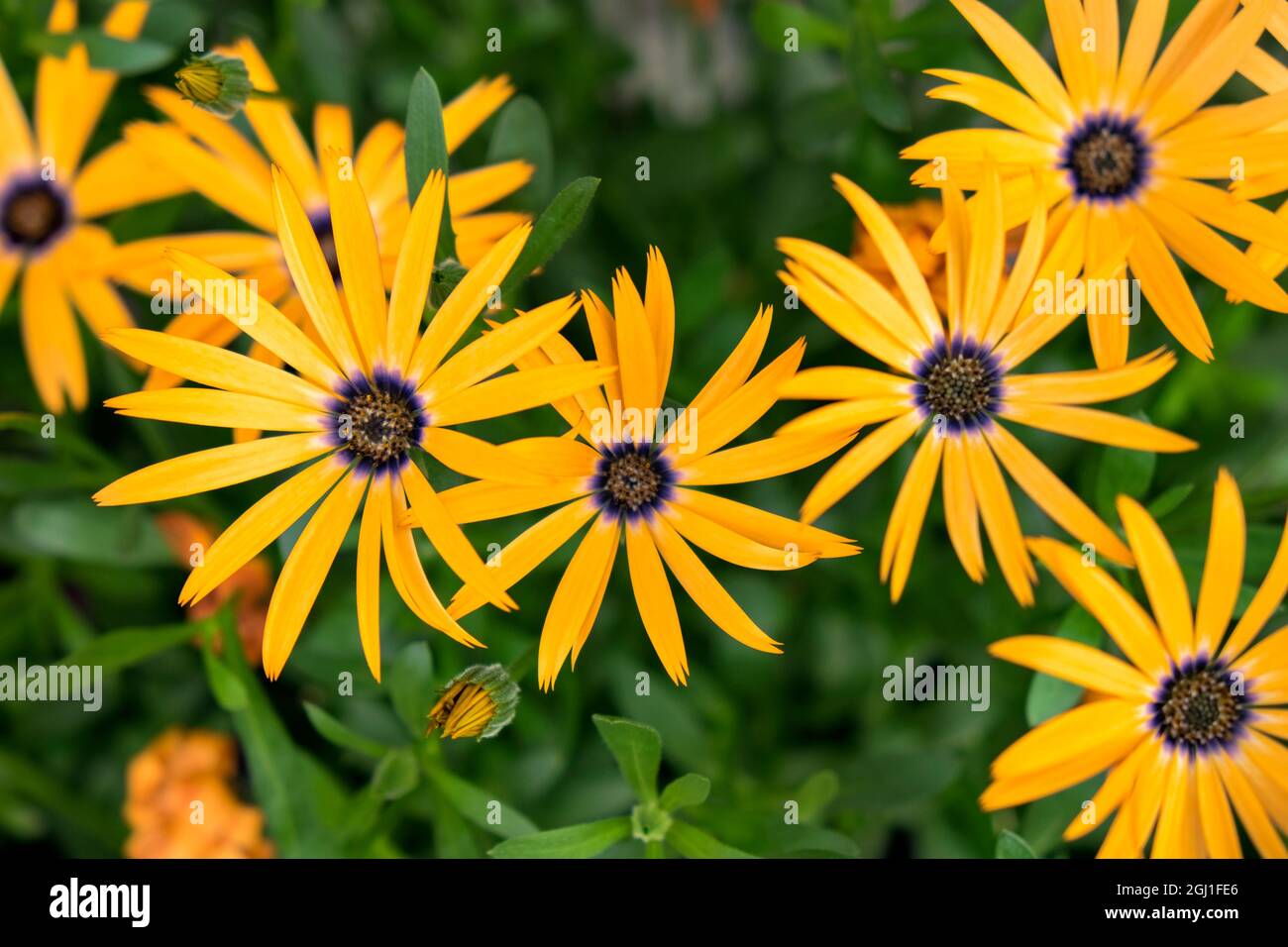 Orange Symphony, ibrido Osteospermum, African Daisy, USA Foto Stock