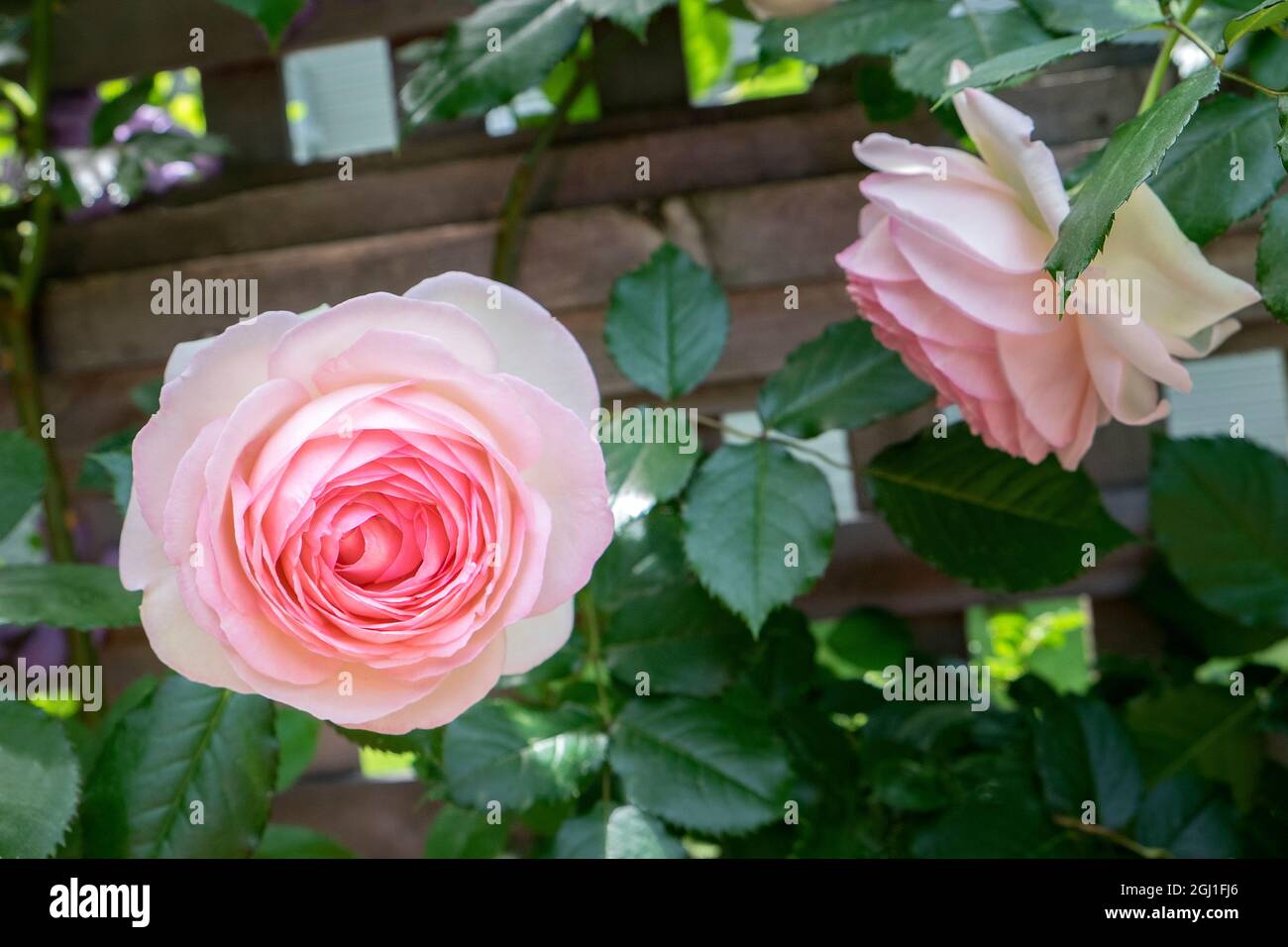 Rosa Pierre de Rosard, Eden, heirloom rosa, Stati Uniti Foto Stock