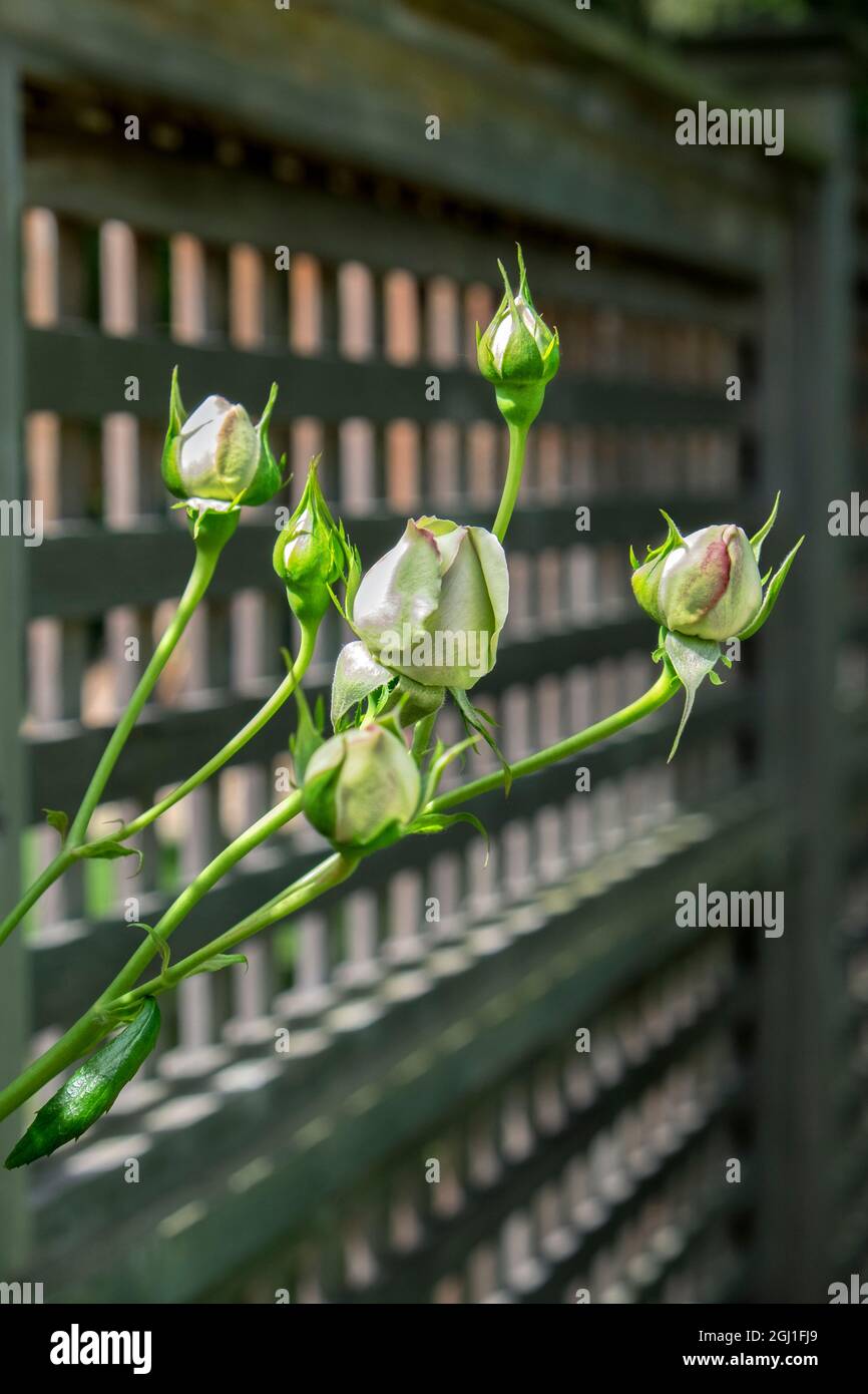 Rosa Pierre de Rosard, Eden, germogli di rose Heirloom, USA Foto Stock