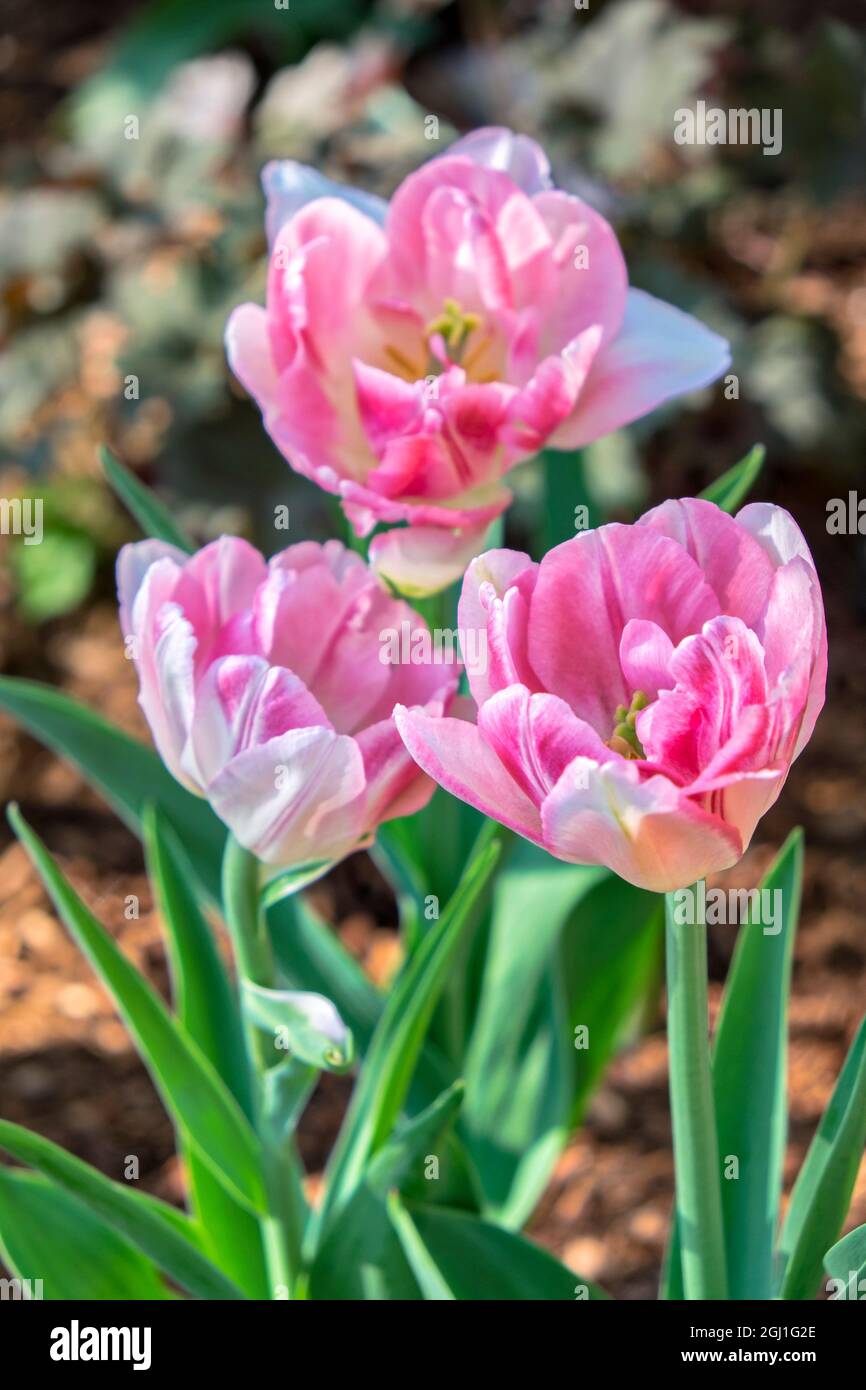 Tulipani rosa doppi, USA Foto Stock