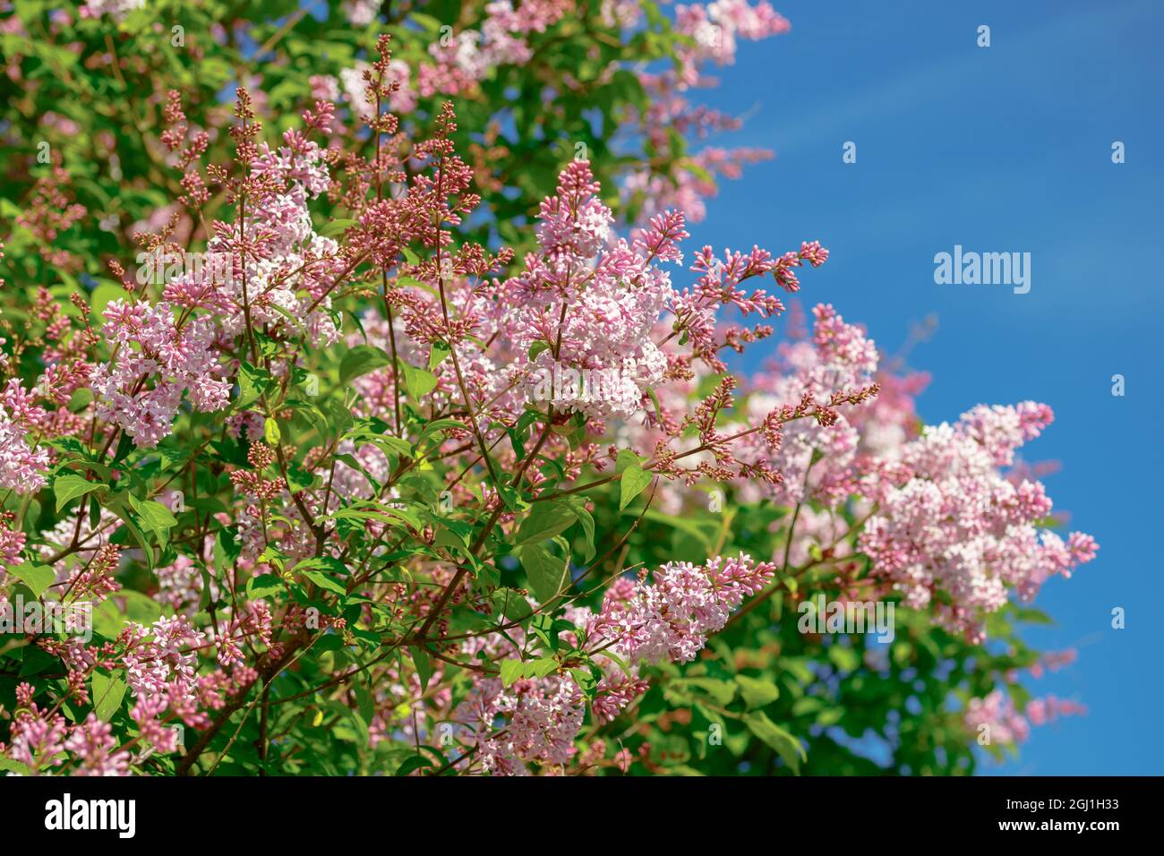Bellissimo ramo di lilla rosa con fiori e boccioli nel giardino estivo Foto Stock