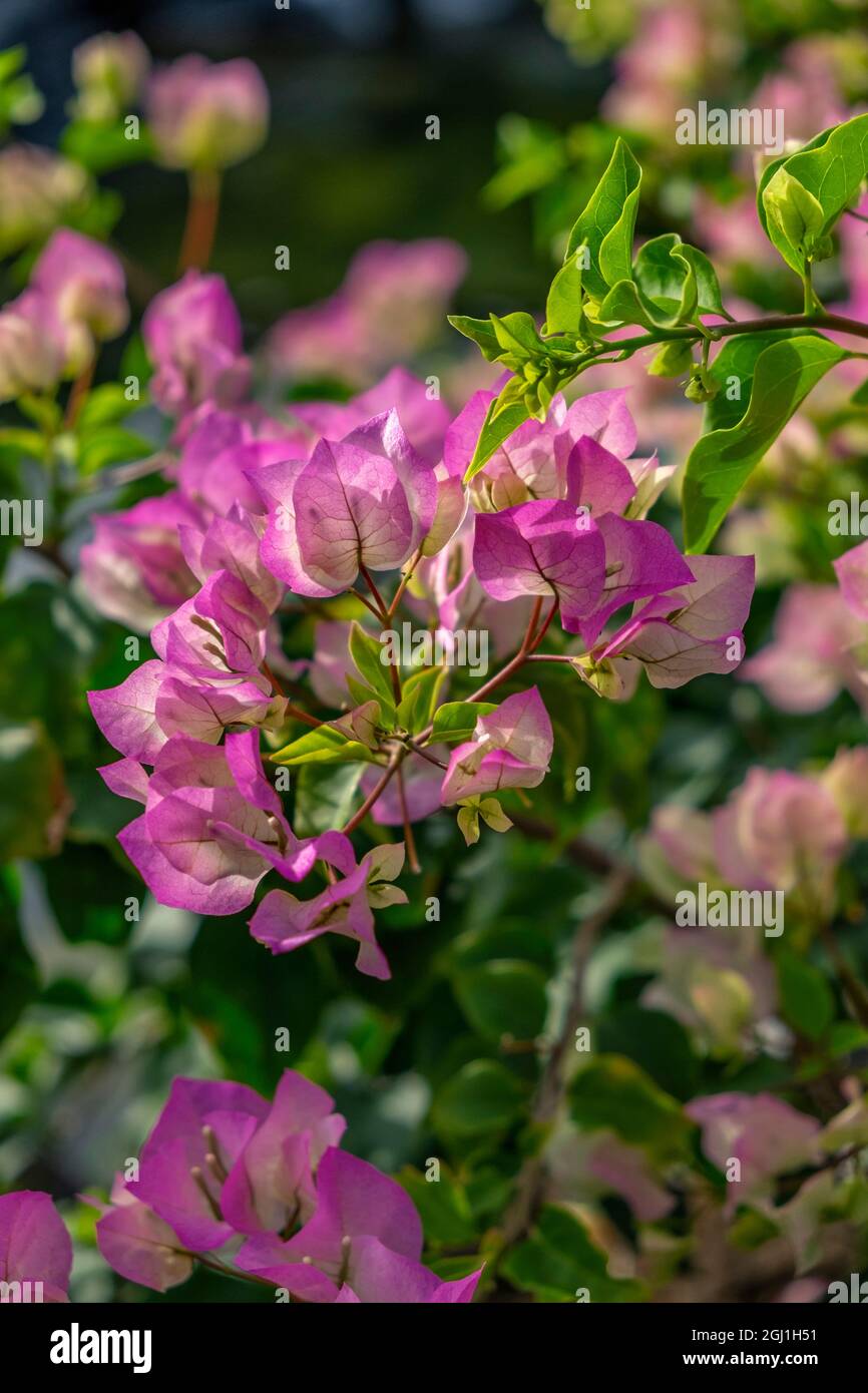 Bougainvillea Foto Stock