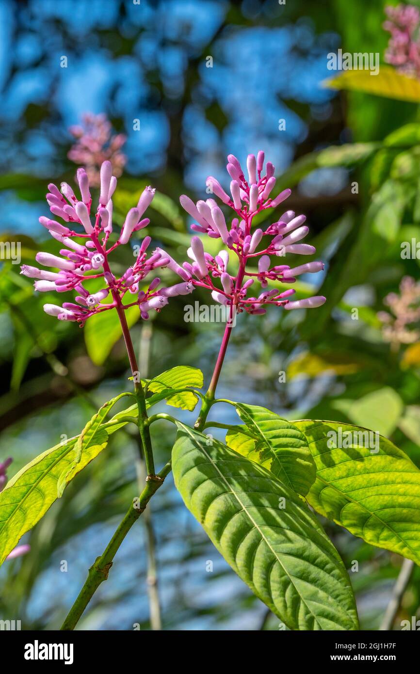 Impianto di Frespike Foto Stock