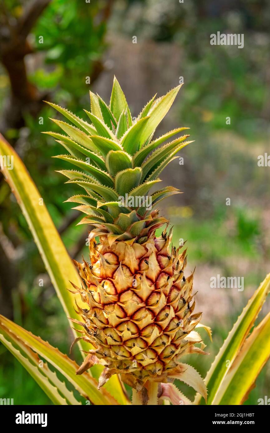 Pianta di ananas Foto Stock