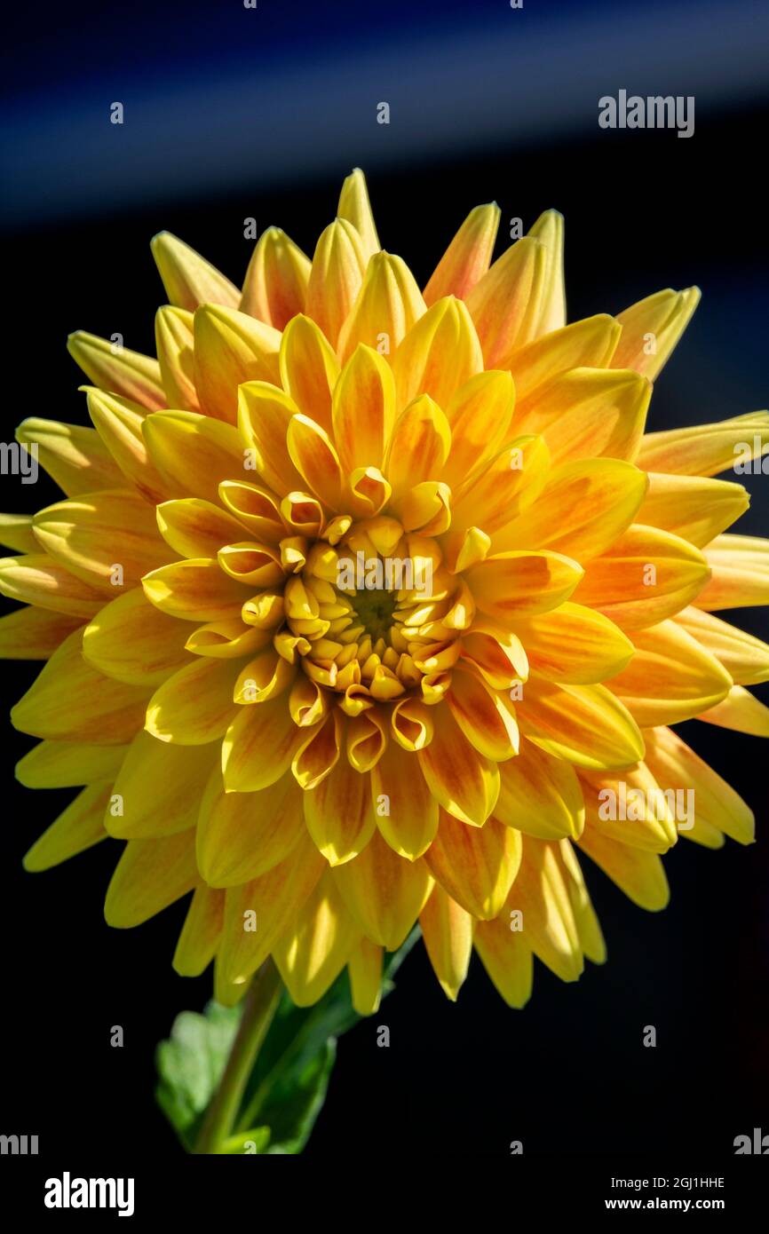Giallo brillante Dahlia Foto Stock