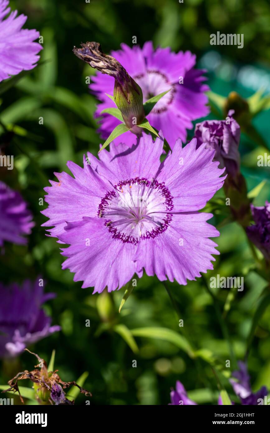 Dianthus amurensis 'siberian Blue' una pianta estiva fiorente con un fiore di colore viola chiaro d'estate, immagine di stock Foto Stock