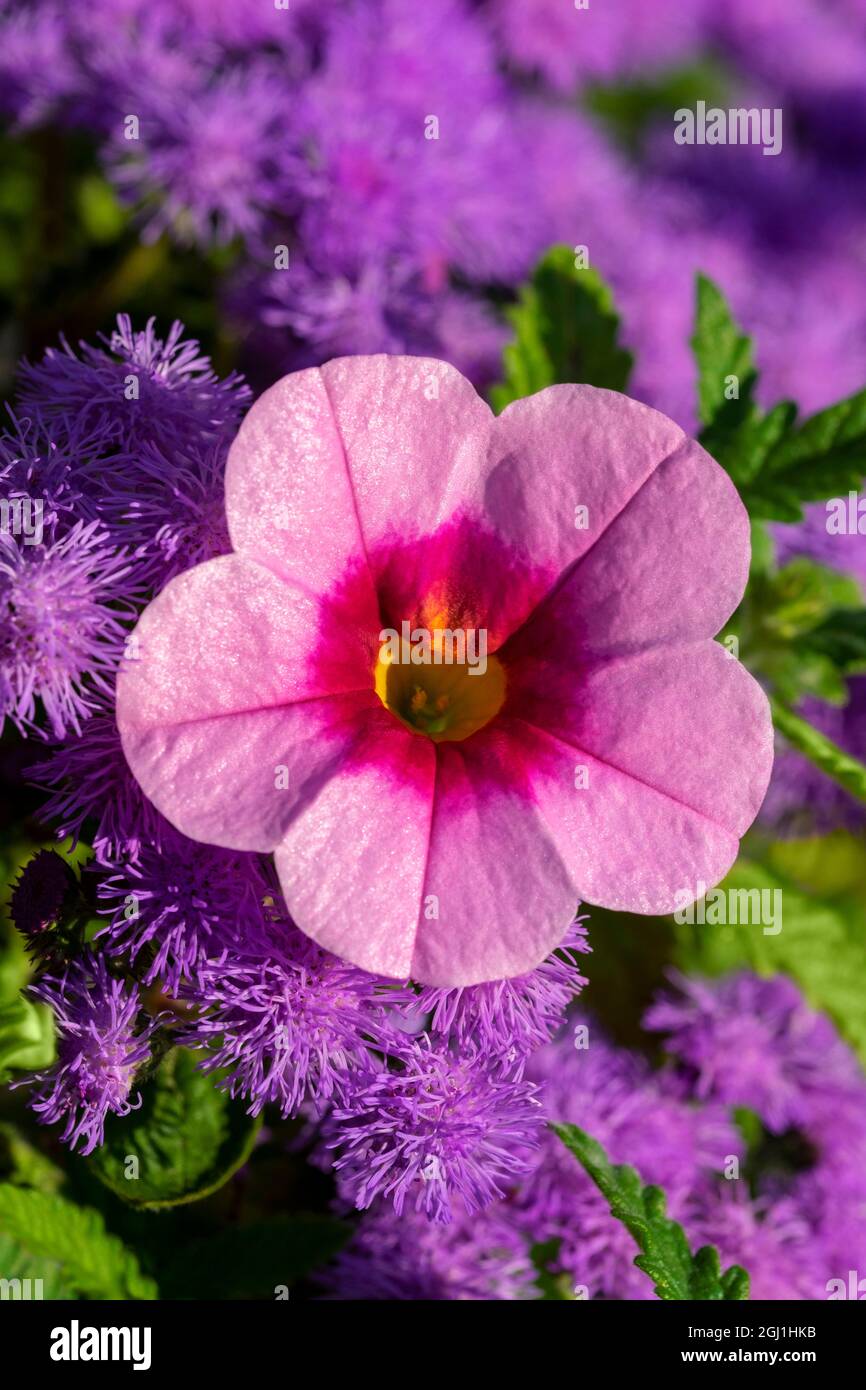 Petunia rosa e Bluemink viola Foto Stock