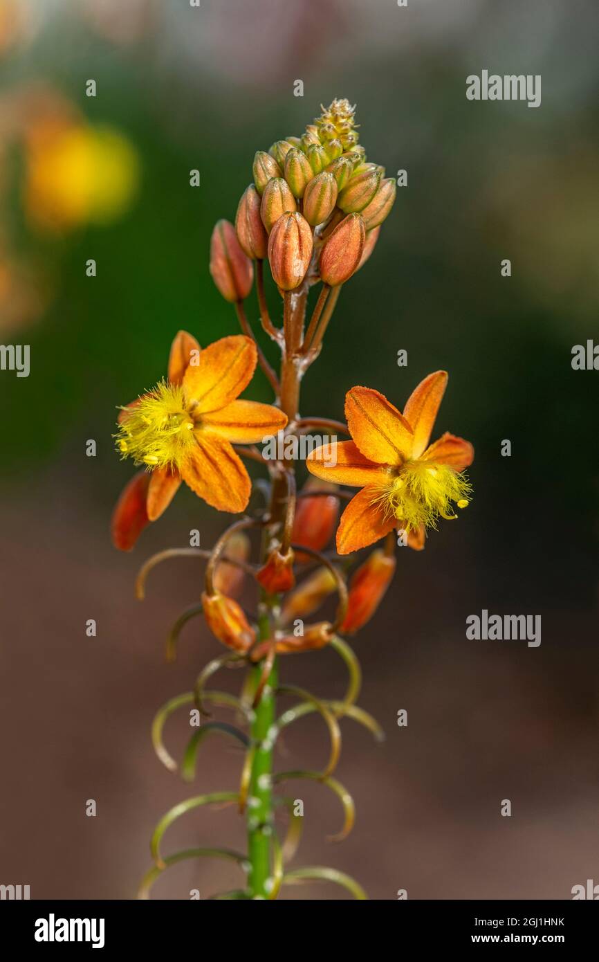 Bulbine frutescens Foto Stock