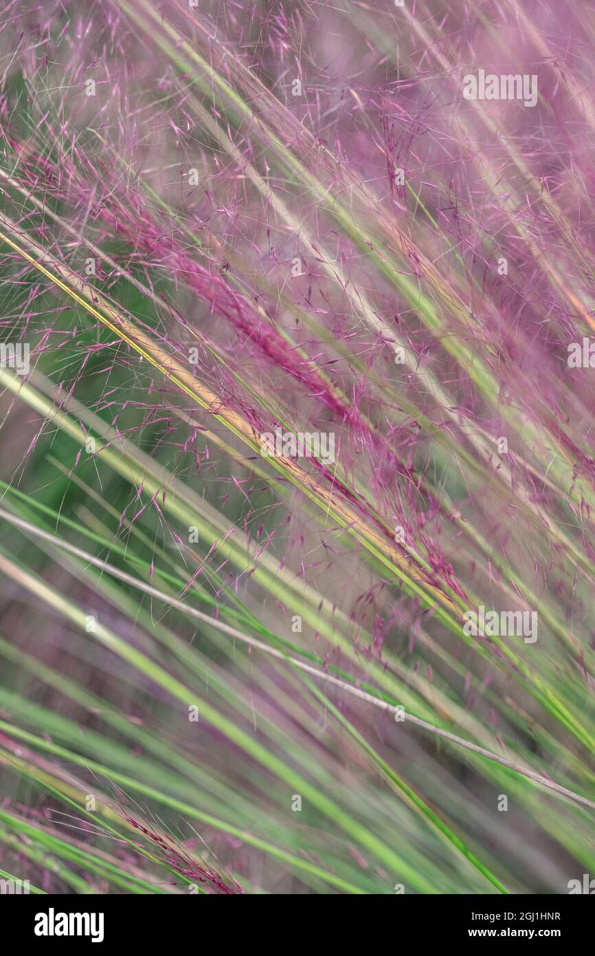Rosa erba Muhly Foto Stock