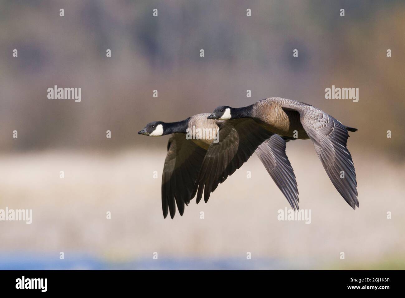 Meno Canada Geese Flying passato Foto Stock
