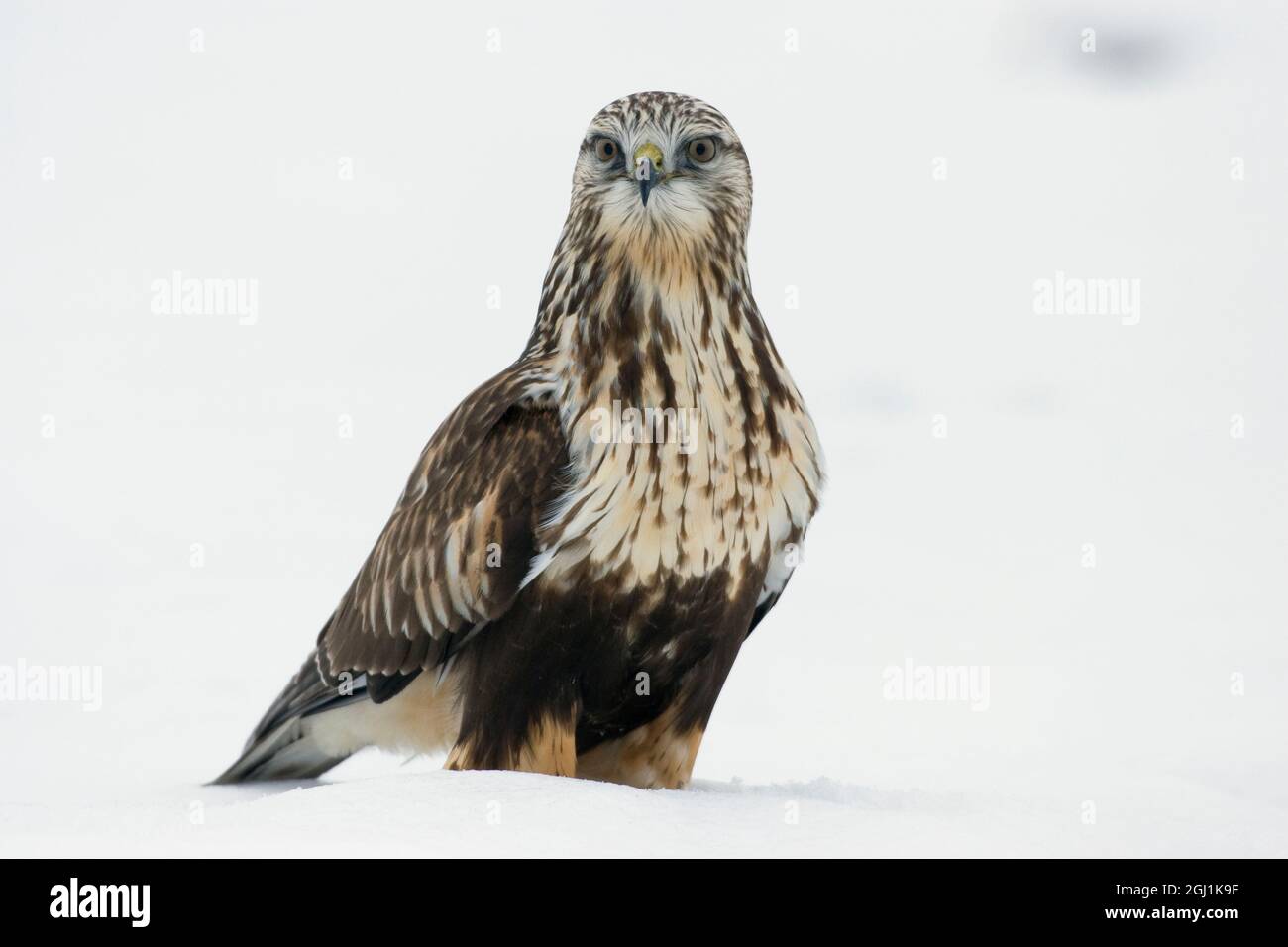 Falco a zampe irregolari, caccia invernale Foto Stock