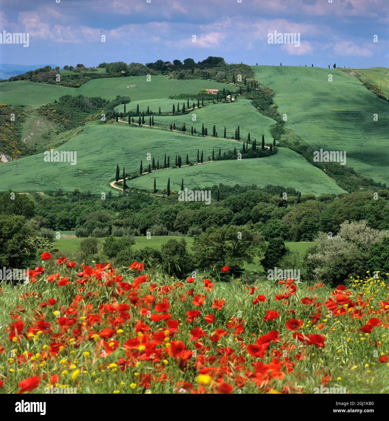 Papaveri rossi sotto la tortuosa corsia toscana fiancheggiata da cipressi, la Foce, vicino Montepulciano, provincia di Siena, Toscana, Italia, Europa Foto Stock