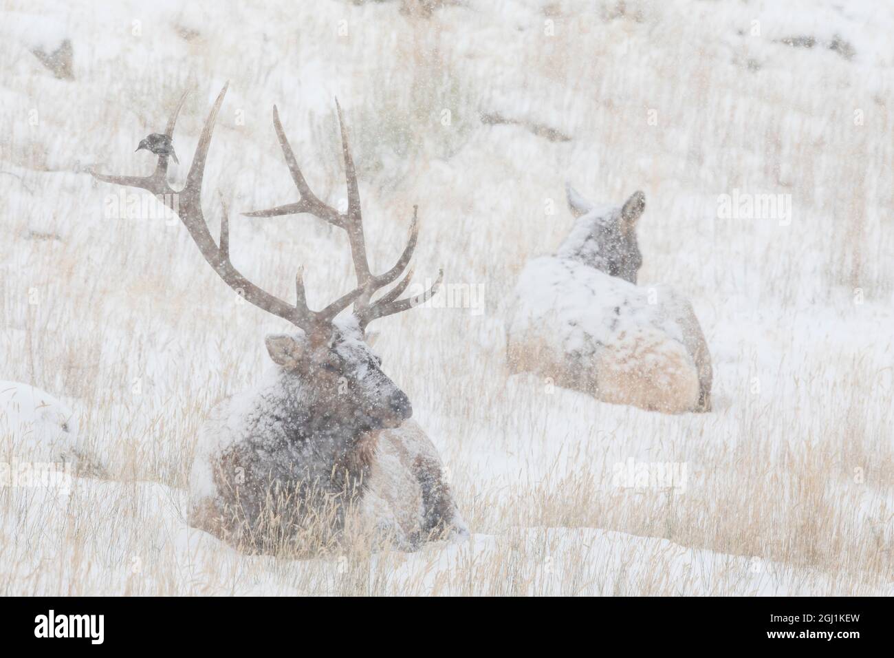 Bull Elk, alce di mucca e uccello, neve d'autunno Foto Stock