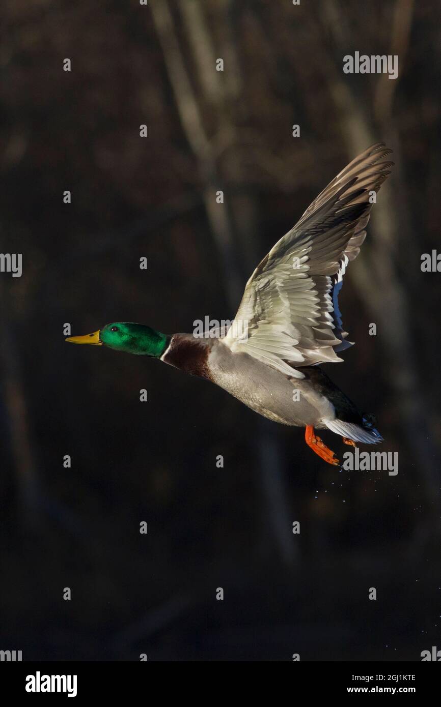 Mallard drake di prendere il volo Foto Stock