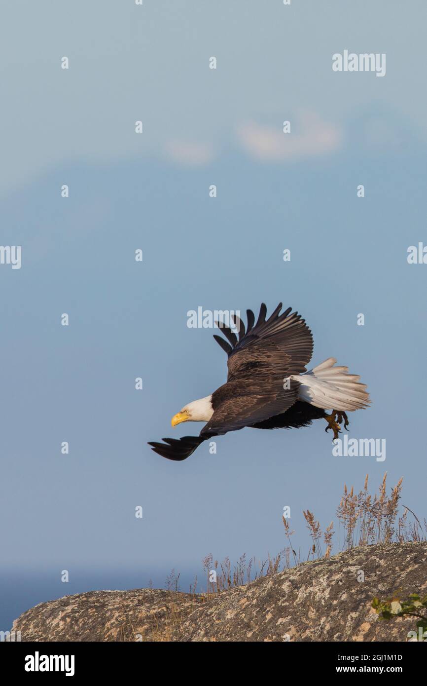 Aquila calva di prendere il volo Foto Stock