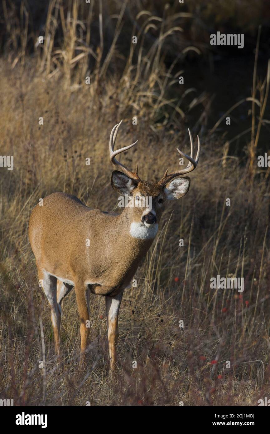 White-tailed deer buck Foto Stock