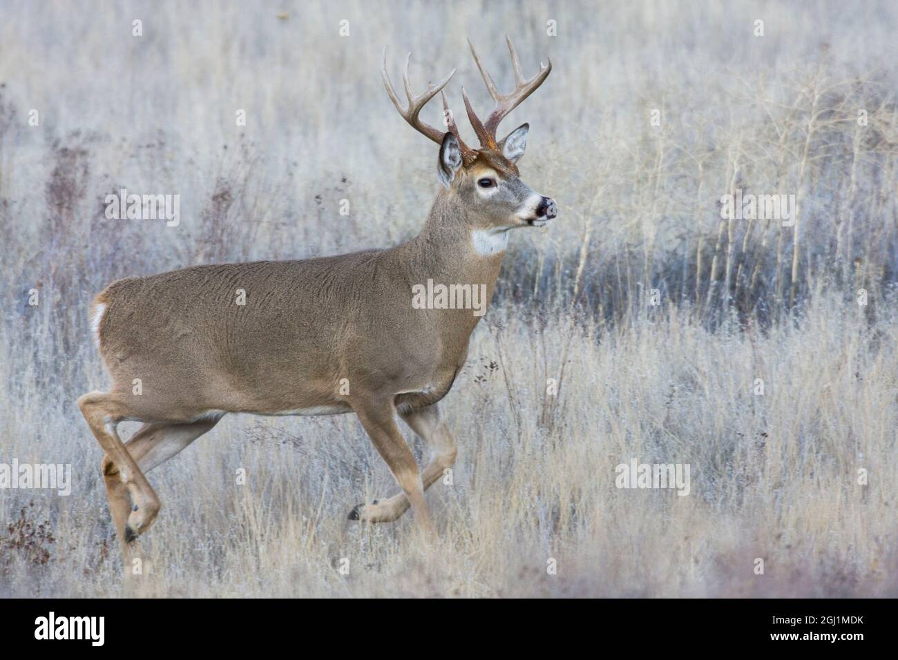 White-tailed deer buck Foto Stock