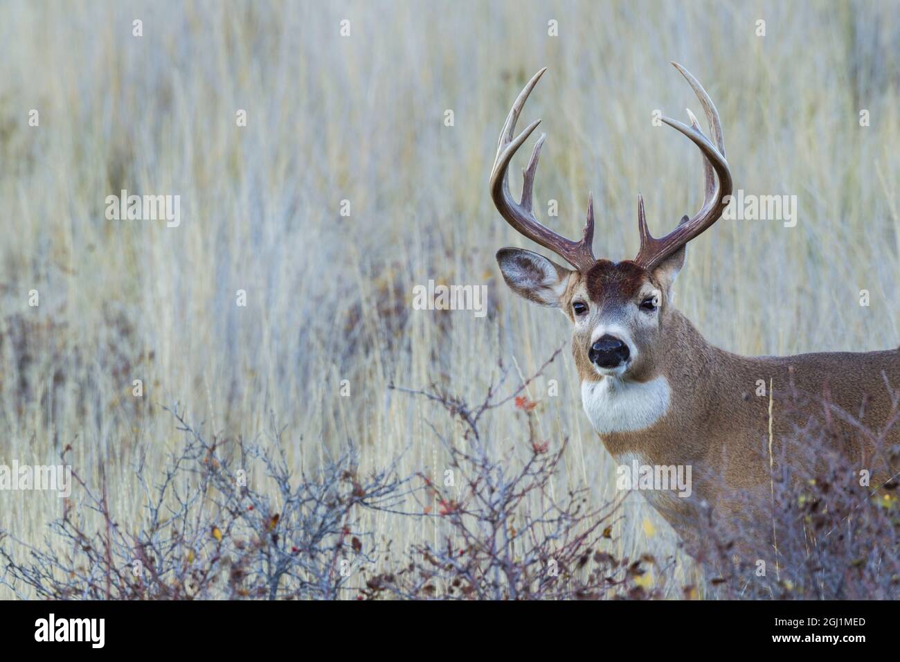 White-tailed deer buck Foto Stock