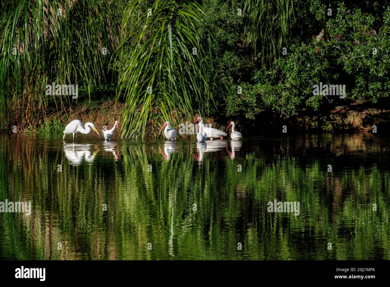 Americano bianco ibis (Eudocimus albus) Foto Stock