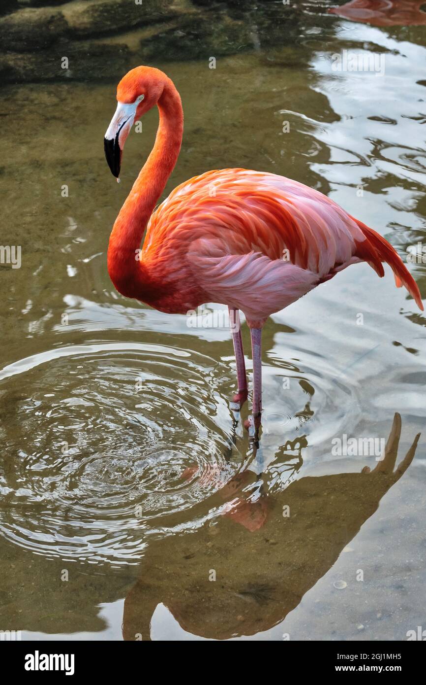 American flamingo Foto Stock