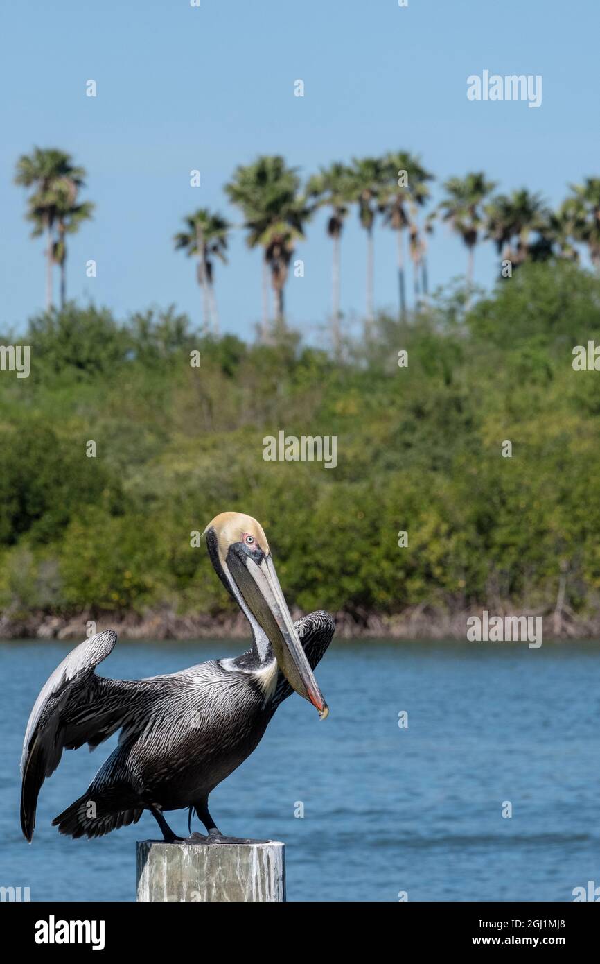 Brown Pelican, Florida Foto Stock