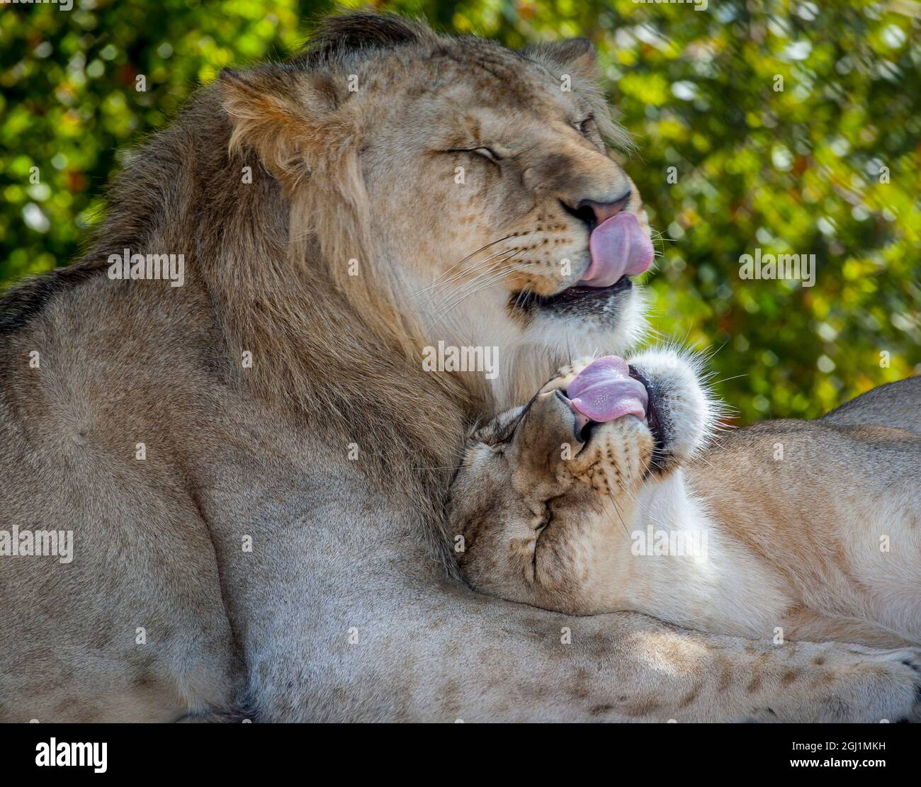 Due giovani leoni commerciano lecca in uno zoo locale. Foto Stock