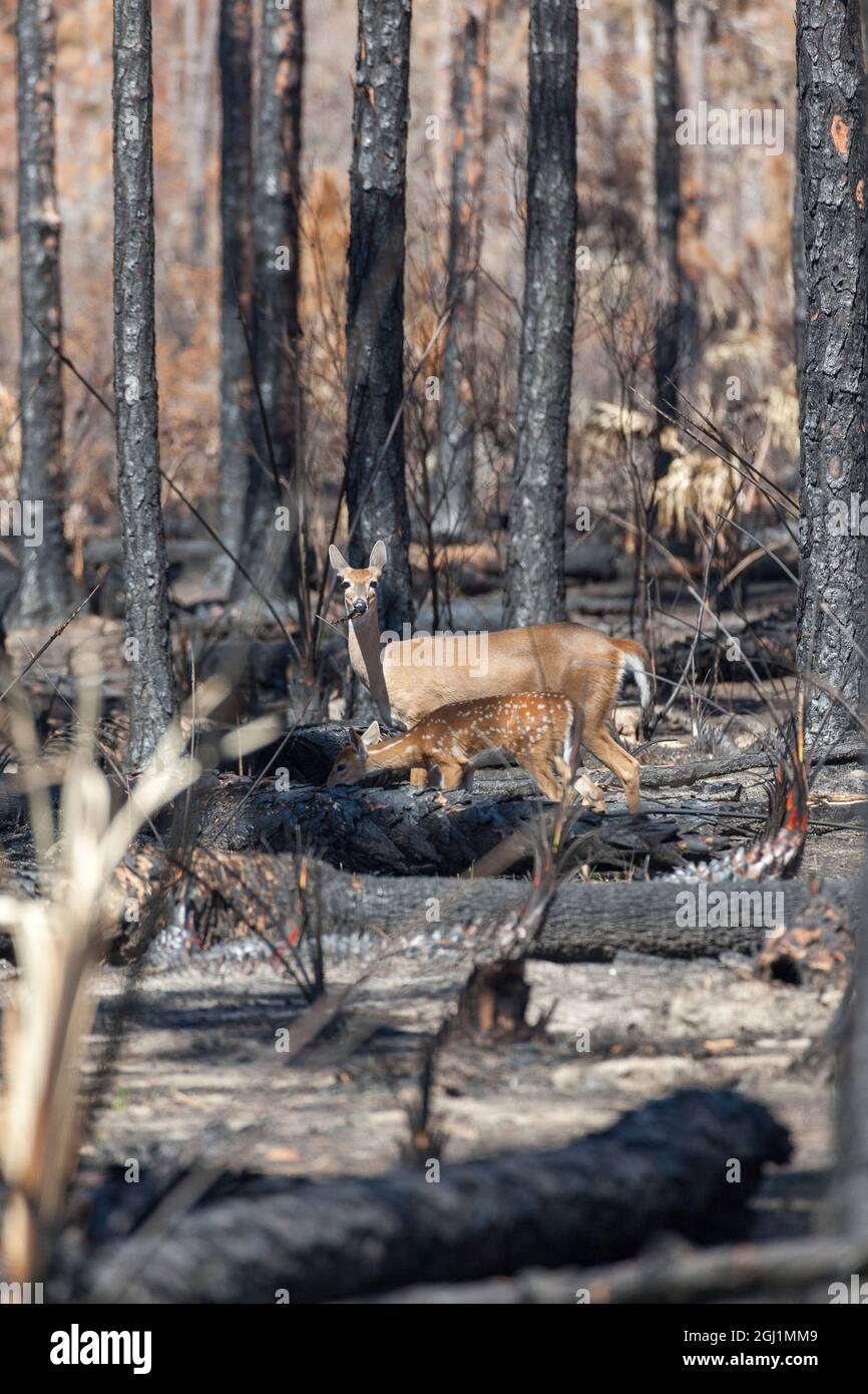 Un caprietto e un pegno dalla coda bianca godono di varie specie di piante bruciate poco dopo un incendio nella foresta. Foto Stock