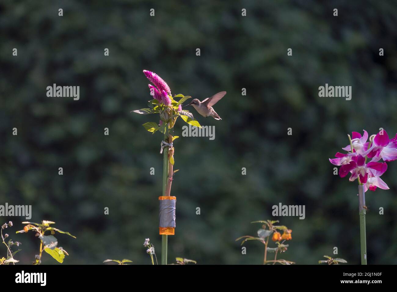 Un colibrì si nutre di un fiore colorato. I fotografi hanno portato il fiore e spruzzato con acqua di zucchero per attirare gli uccelli. A Queens, New York. Foto Stock