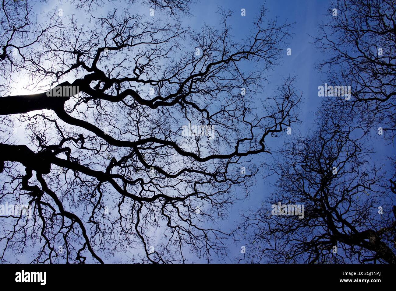 Argentina, Buenos Aires: Guardando verso il cielo di primavera nei parchi di Palermo, Bosques Foto Stock